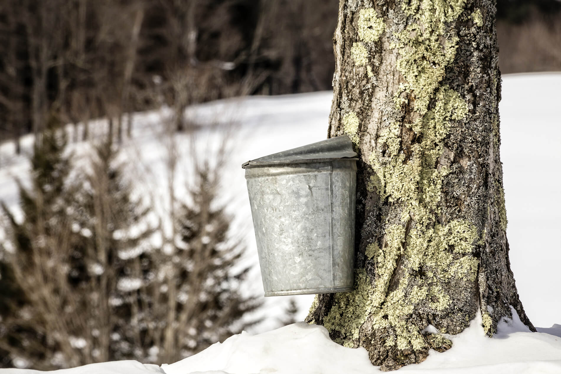 Maple tree with a silver sap bucket during winter with white snow covered ground.