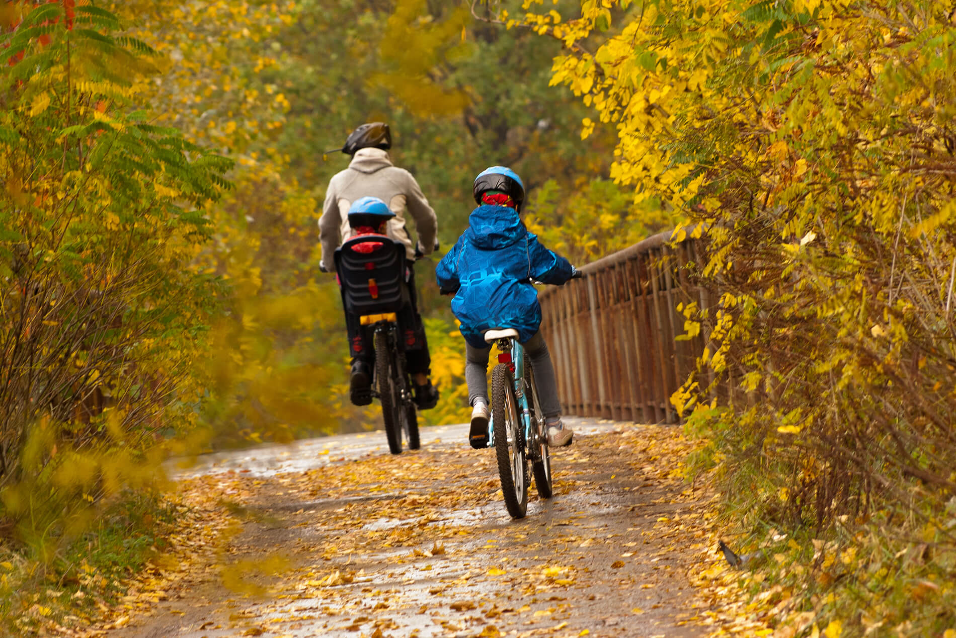 dad and children on bikes, cycling outdoors, yellow and gold autumn fall colors.